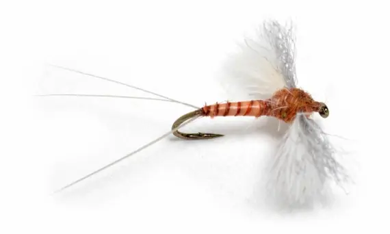 CDC Biot Spinner Rusty, #14 Meilleure Vente