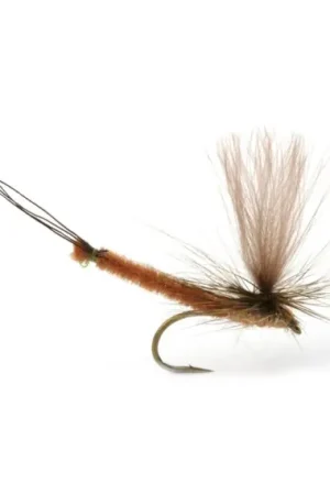 Vulgata Dun - 10 Petit Prix