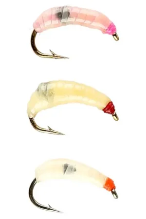 Prix Bas IFISH Maggots