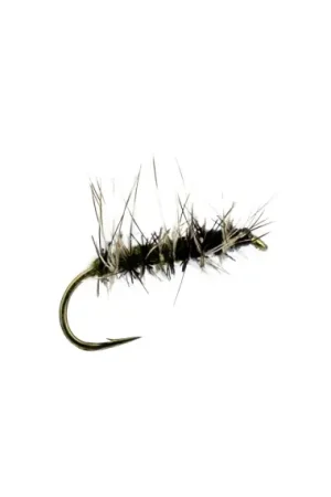 Certifié Superpuppa BWO/Grizzly # 12