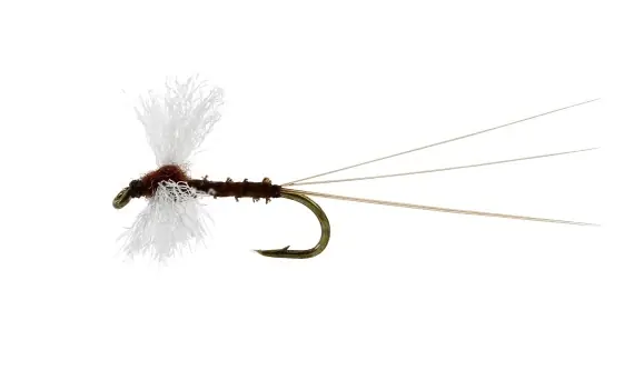 Vespertina Spinner Biot Brown TMC100 #18 Acheter En Ligne