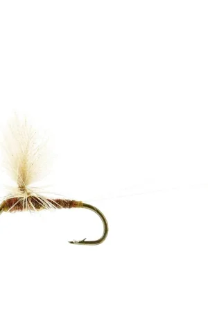Offre Spéciale Ignita Dun Ginger TMC100 #16