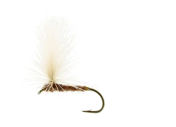 Aurivilli Dun Ginger TMC100 #14 Offre Du Jour