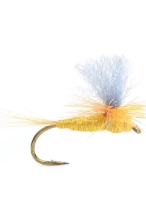 Yellow Mayflay Dun # 12 Achat Immédiat