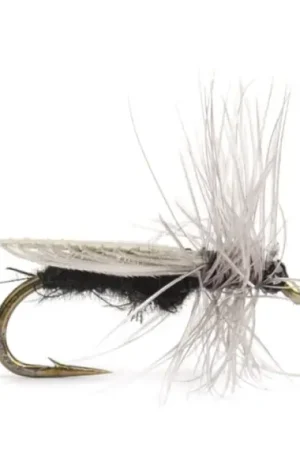 Diptera size 14 Petit Prix