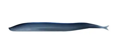 Meilleur Choix Berkley Gulp!® Saltwater Sand Eel - 5" Silver Mud