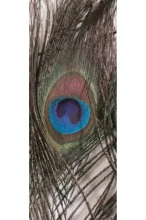Oeil De Paon JMC Naturel Remise
