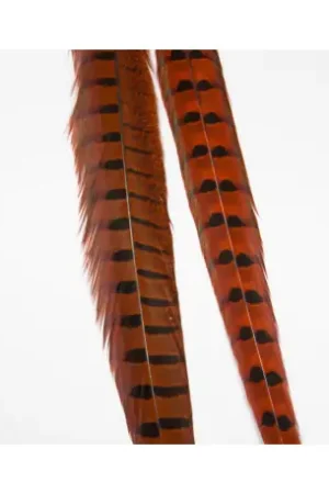 Plume de faisan mâle TRAUN RIVER Naturel Orange Commande En Gros