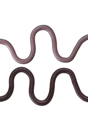 Paiement Sécurisé Leurre Souple Worm OSP Mmz 10cm (x8)