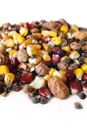 Mélange de Particules Tijgernotenkopen Platina (2.5kg) Solde