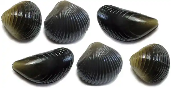 Behr Trendex Mini Carp Shells, 6 pièces ! Vente Flash